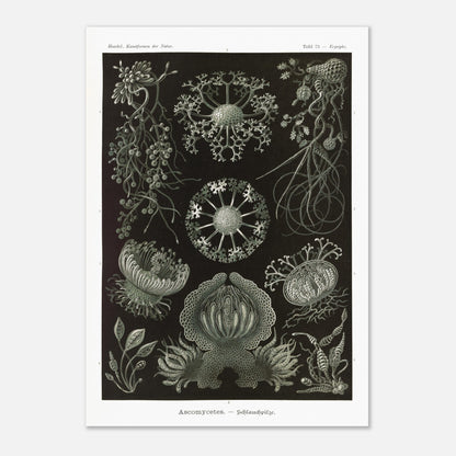Planche naturaliste d'ascomycètes d'Ernst Haeckel (42x59,4 cm (A2)). Gravure naturaliste représentant plusieurs espèces d'ascomycètes, des champignons caractérisés par leurs structures complexes et souvent en forme de coupe.