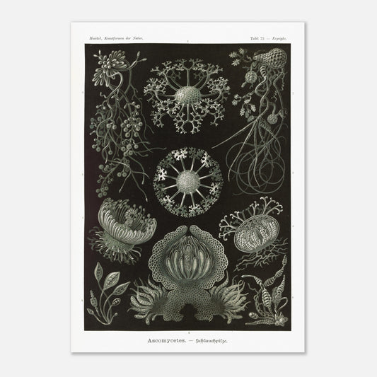 Planche naturaliste d'ascomycètes d'Ernst Haeckel (42x59,4 cm (A2)). Gravure naturaliste représentant plusieurs espèces d'ascomycètes, des champignons caractérisés par leurs structures complexes et souvent en forme de coupe.