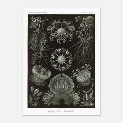 Planche naturaliste d'ascomycètes d'Ernst Haeckel (50x70 cm). Gravure naturaliste représentant plusieurs espèces d'ascomycètes, des champignons caractérisés par leurs structures complexes et souvent en forme de coupe.