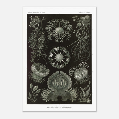 Planche naturaliste d'ascomycètes d'Ernst Haeckel (59,4x84,1 cm (A1)). Gravure naturaliste représentant plusieurs espèces d'ascomycètes, des champignons caractérisés par leurs structures complexes et souvent en forme de coupe.