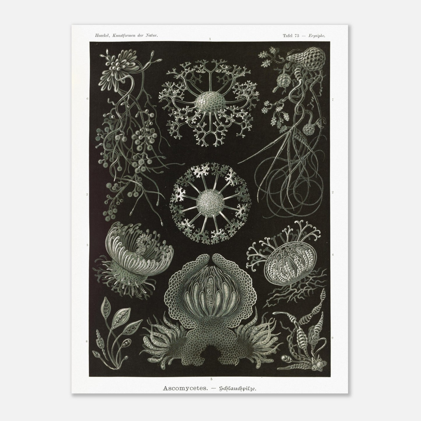 Planche naturaliste d'ascomycètes d'Ernst Haeckel (60x80 cm). Gravure naturaliste représentant plusieurs espèces d'ascomycètes, des champignons caractérisés par leurs structures complexes et souvent en forme de coupe.