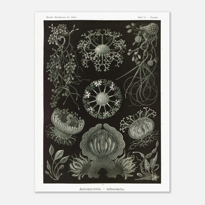 Planche naturaliste d'ascomycètes d'Ernst Haeckel (60x80 cm). Gravure naturaliste représentant plusieurs espèces d'ascomycètes, des champignons caractérisés par leurs structures complexes et souvent en forme de coupe.