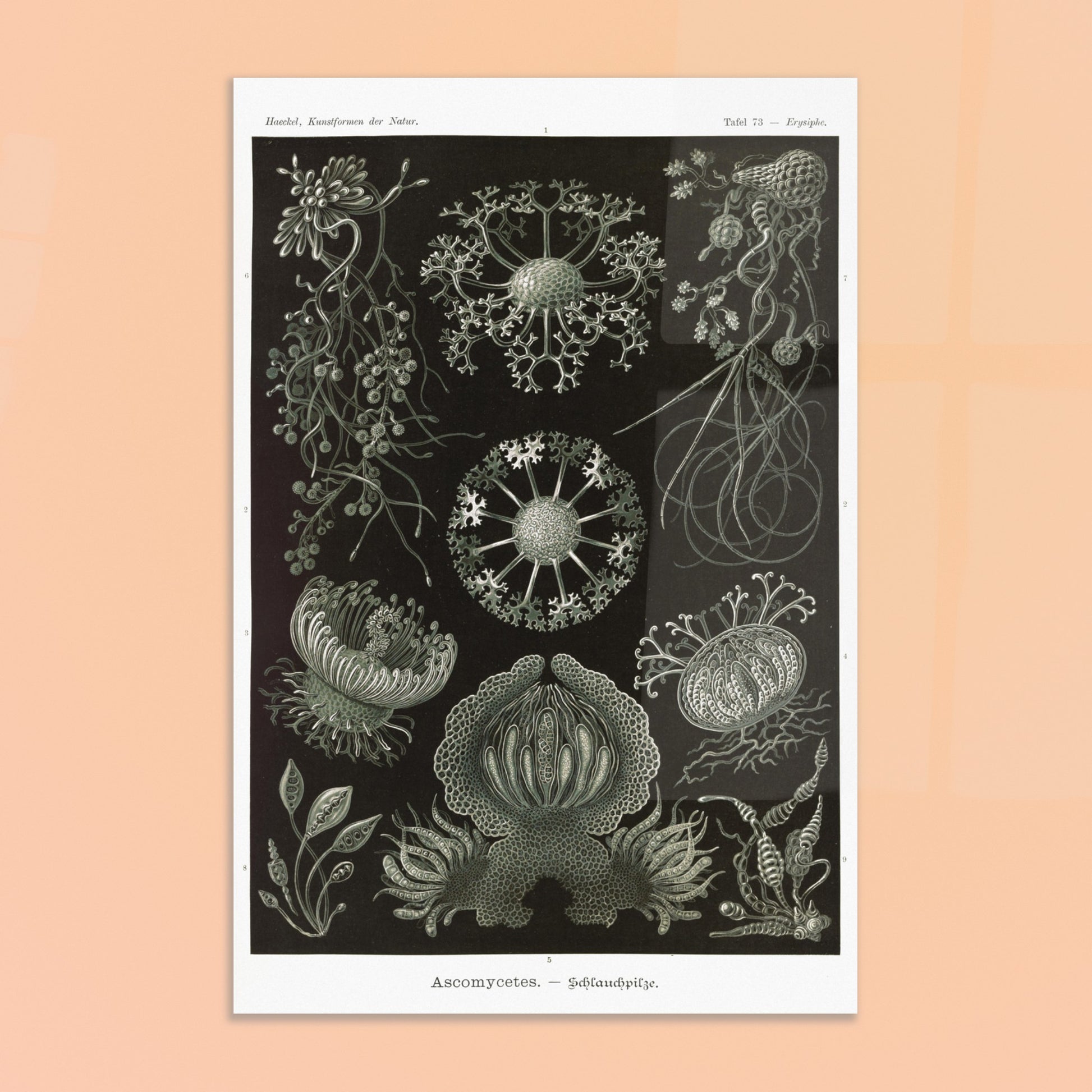 Planche naturaliste d'ascomycètes d'Ernst Haeckel. Gravure naturaliste représentant plusieurs espèces d'ascomycètes, des champignons caractérisés par leurs structures complexes et souvent en forme de coupe. Image d'illustration 8