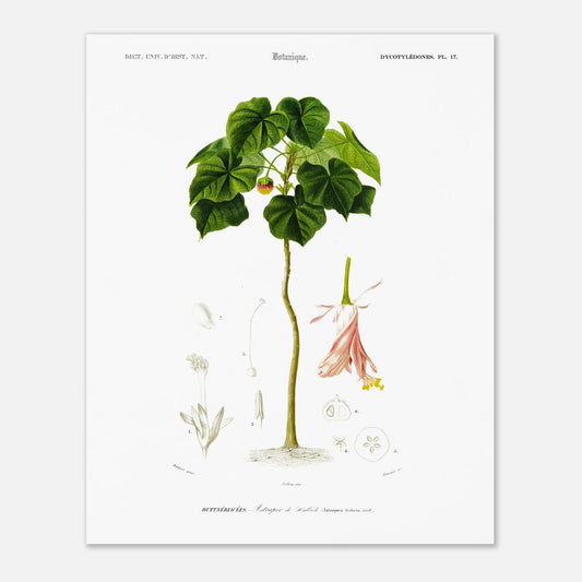 Astrapée de Wallich - Illustration naturaliste du Dictionnaire Universel d'Histoire Naturelle de Charles d'Orbigny - Taille 40x50 cm