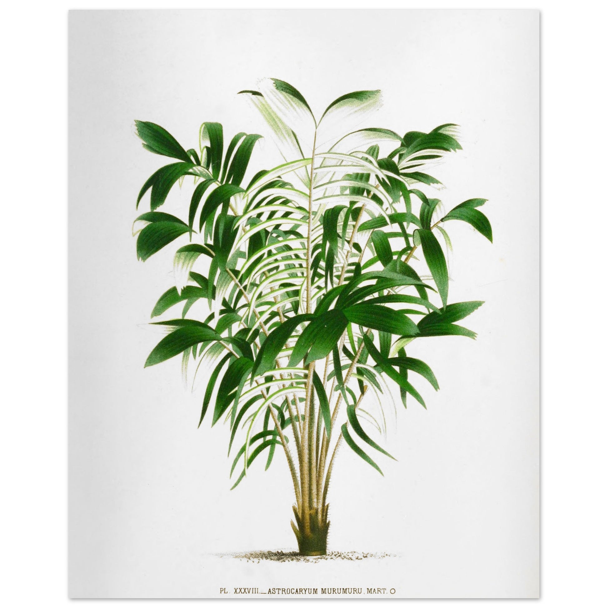 Astrocaryum Murumuru - Palmiers, histoire iconographique - Taille 40x50 cm