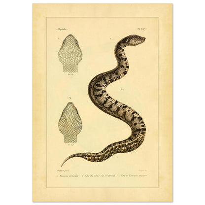 Illustration of the Mexican Atropos and Purple Atropos (21x29,7 cm (A4)). Old illustration plate of snakes showing a coiled snake, with details of its head in superior and lateral views, as well as a representation of its tail.