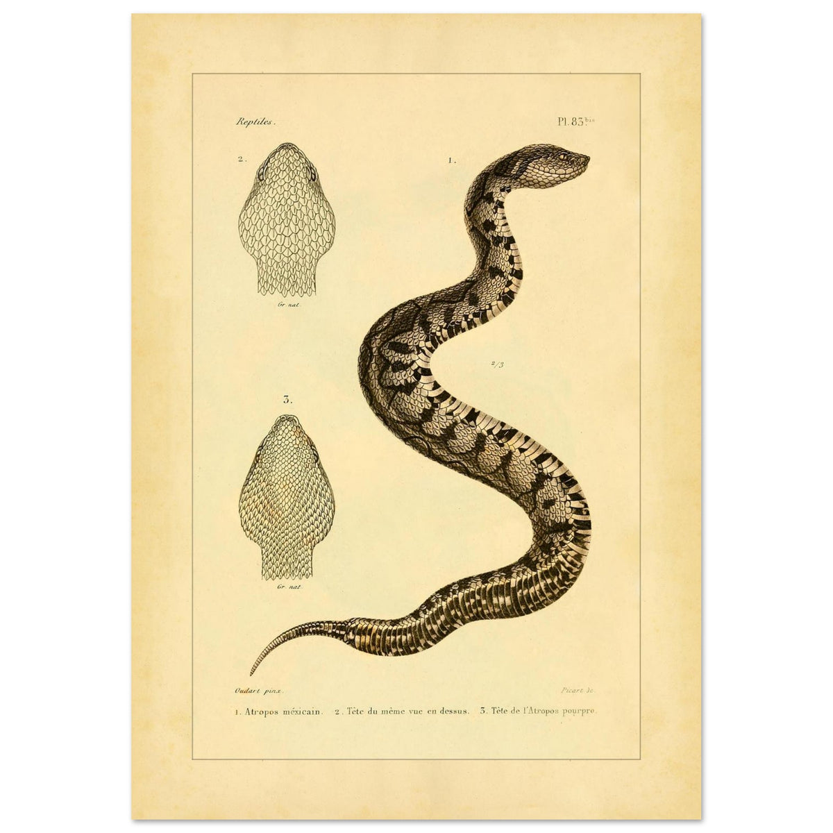 Illustration of the Mexican Atropos and Purple Atropos (29,7x42 cm (A3)). Old illustration plate of snakes showing a coiled snake, with details of its head in superior and lateral views, as well as a representation of its tail.