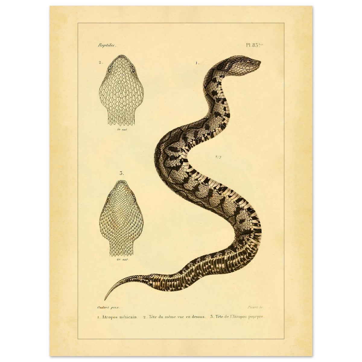 Illustration of the Mexican Atropos and Purple Atropos (30x40 cm). Old illustration plate of snakes showing a coiled snake, with details of its head in superior and lateral views, as well as a representation of its tail.