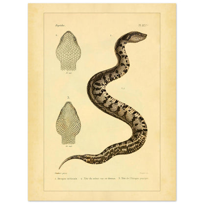 Illustration of the Mexican Atropos and Purple Atropos (30x40 cm). Old illustration plate of snakes showing a coiled snake, with details of its head in superior and lateral views, as well as a representation of its tail.