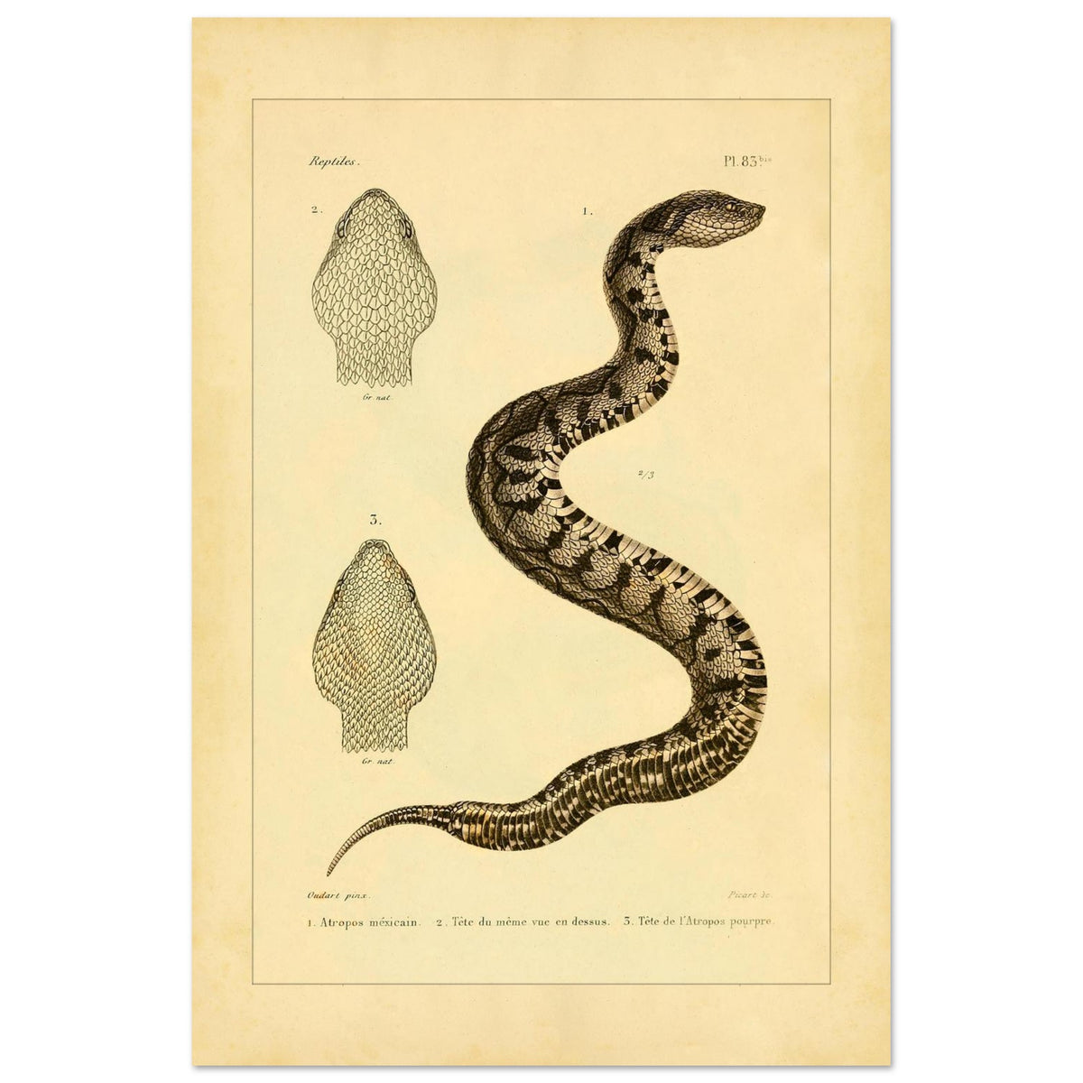 Illustration of the Mexican Atropos and Purple Atropos (40x60 cm). Old illustration plate of snakes showing a coiled snake, with details of its head in superior and lateral views, as well as a representation of its tail.