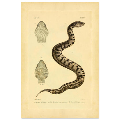 Illustration of the Mexican Atropos and Purple Atropos (40x60 cm). Old illustration plate of snakes showing a coiled snake, with details of its head in superior and lateral views, as well as a representation of its tail.