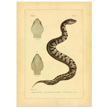 Illustration of the Mexican Atropos and Purple Atropos (50x70 cm). Old illustration plate of snakes showing a coiled snake, with details of its head in superior and lateral views, as well as a representation of its tail.