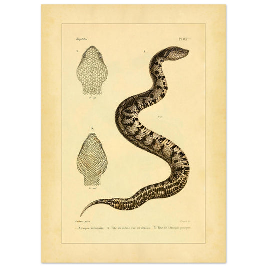Illustration des Mexikanischen Atropos und Purpur-Atropos (50x70 cm). Alte Illustrationstafel von Schlangen, die eine zusammengerollte Schlange zeigt, mit Details ihres Kopfes in Ober- und Seitenansicht sowie einer Darstellung ihres Schwanzes.