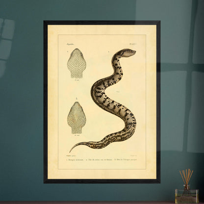 Illustration of the Mexican Atropos and Purple Atropos. Old illustration plate of snakes showing a coiled snake, with details of its head in superior and lateral views, as well as a representation of its tail.