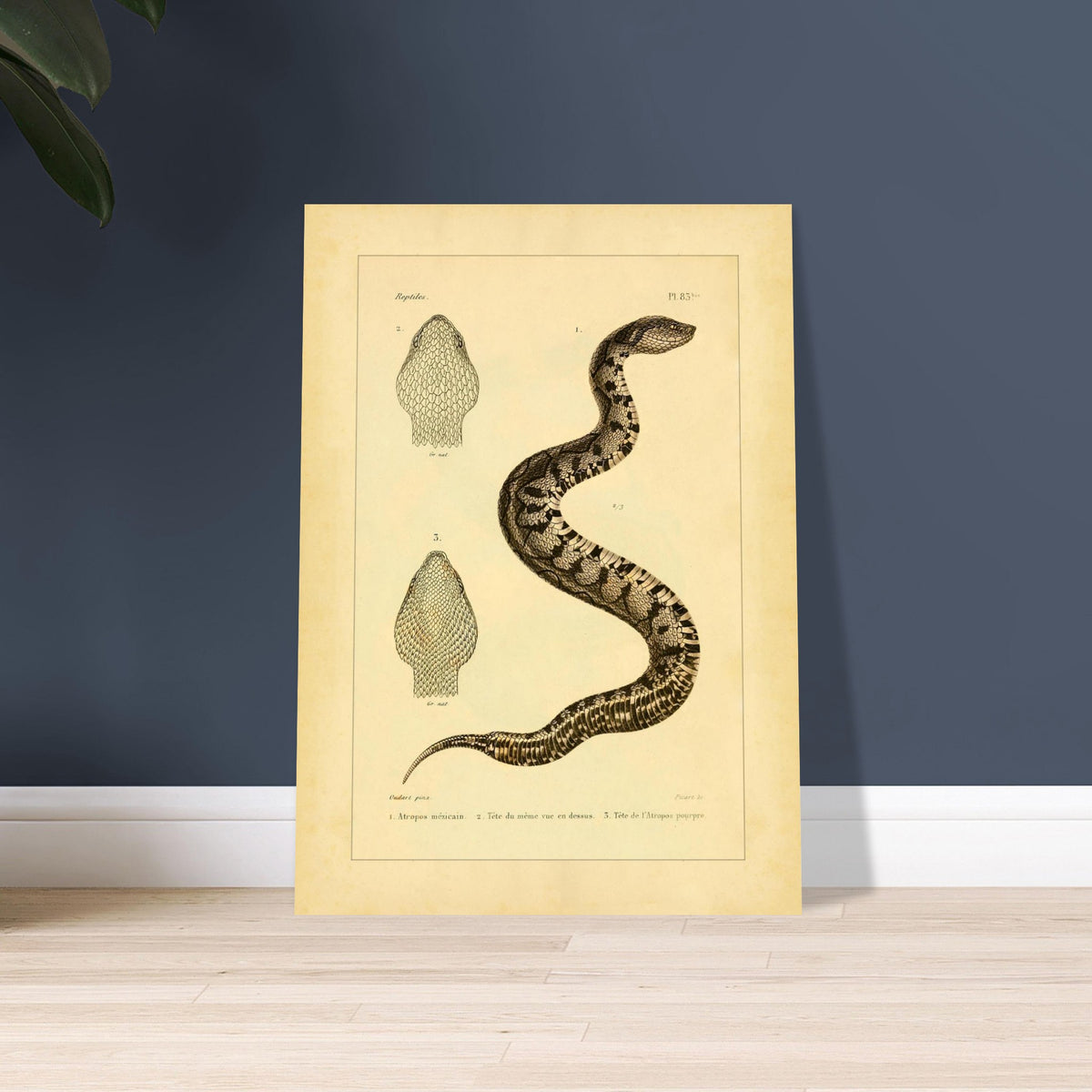 Illustration of the Mexican Atropos and Purple Atropos. Old illustration plate of snakes showing a coiled snake, with details of its head in superior and lateral views, as well as a representation of its tail.