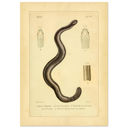 Russfarbiger und Glatter Aipysurus: Reptilienillustrationen (29,7x42 cm (A3)). Alte wissenschaftliche Illustration, die eine rußfarbene Aypisurus und Details des Kopfes und Körpers der glatten Aypisurus zeigt.
