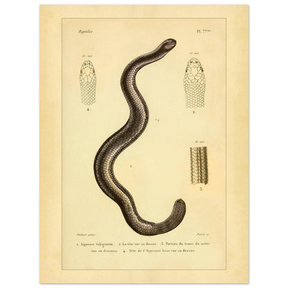 Russfarbiger und Glatter Aipysurus: Reptilienillustrationen (30x40 cm). Alte wissenschaftliche Illustration, die eine rußfarbene Aypisurus und Details des Kopfes und Körpers der glatten Aypisurus zeigt.