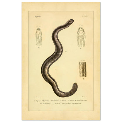Russfarbiger und Glatter Aipysurus: Reptilienillustrationen (40x60 cm). Alte wissenschaftliche Illustration, die eine rußfarbene Aypisurus und Details des Kopfes und Körpers der glatten Aypisurus zeigt.