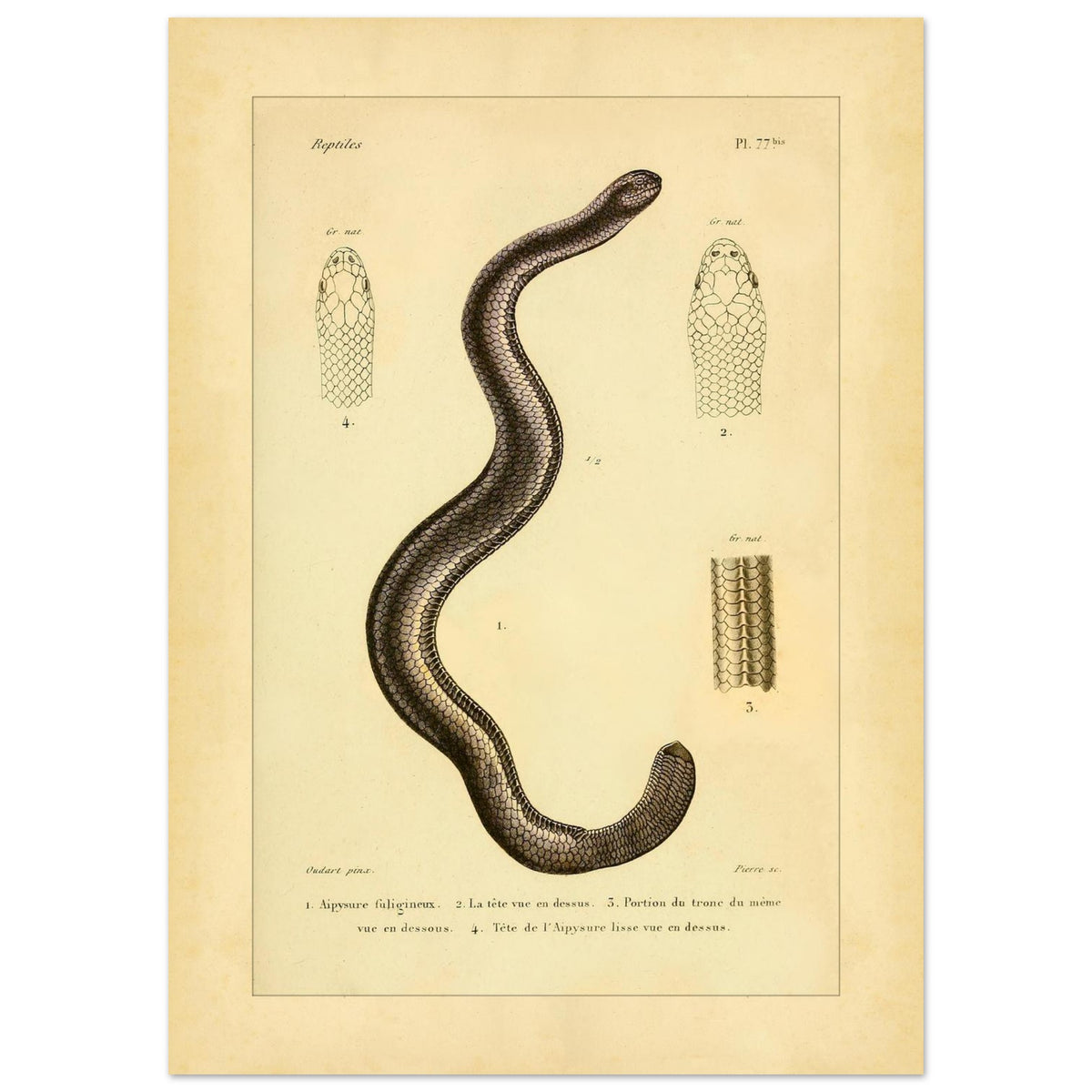 Russfarbiger und Glatter Aipysurus: Reptilienillustrationen (50x70 cm). Alte wissenschaftliche Illustration, die eine rußfarbene Aypisurus und Details des Kopfes und Körpers der glatten Aypisurus zeigt.