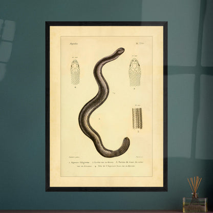 Russfarbiger und Glatter Aipysurus: Reptilienillustrationen. Alte wissenschaftliche Illustration, die eine rußfarbene Aypisurus und Details des Kopfes und Körpers der glatten Aypisurus zeigt.