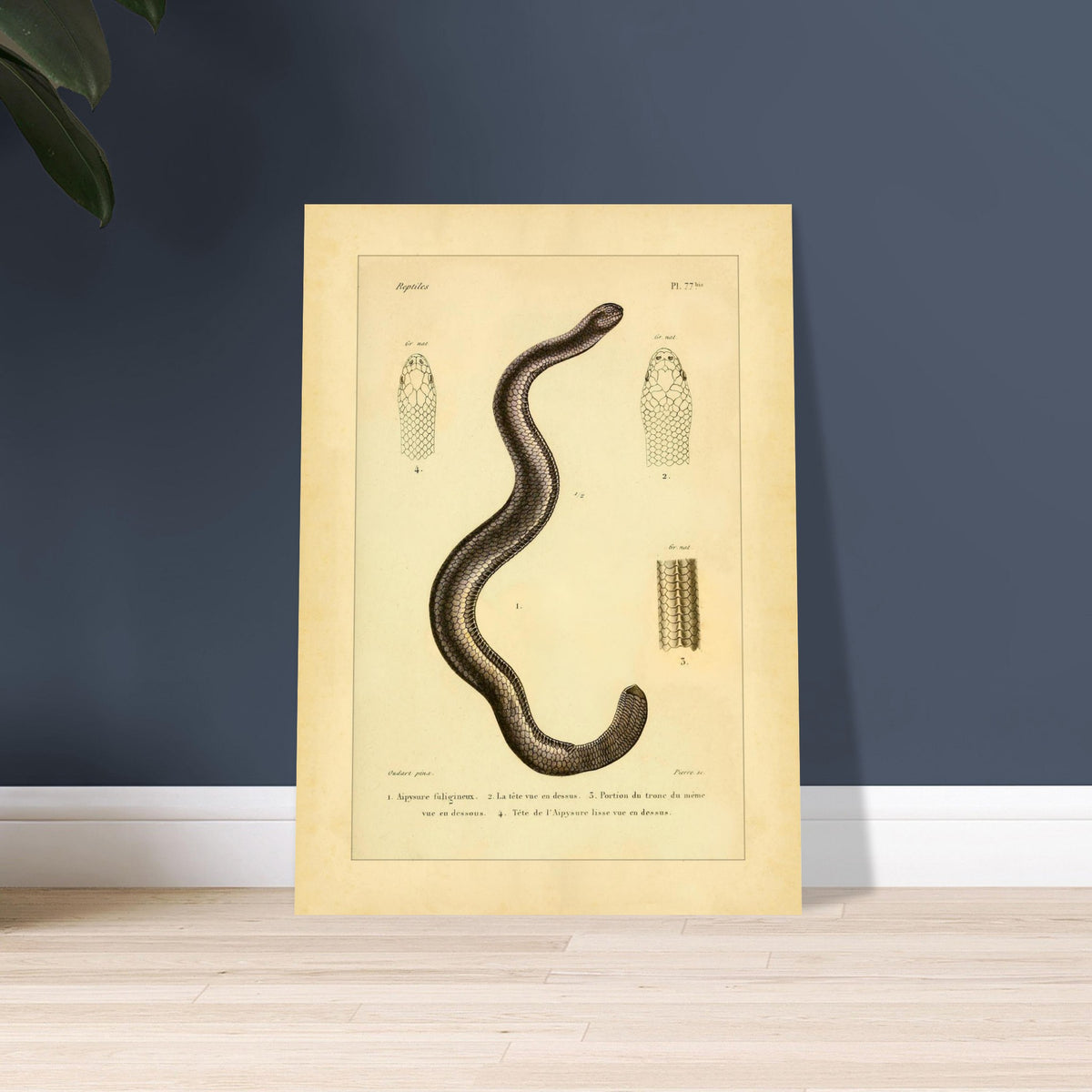Russfarbiger und Glatter Aipysurus: Reptilienillustrationen. Alte wissenschaftliche Illustration, die eine rußfarbene Aypisurus und Details des Kopfes und Körpers der glatten Aypisurus zeigt.
