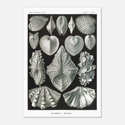 Planche de bivalves et coquillages - Ernst Haeckel, Kunstformen der Natur (29,7x42 cm (A3)). Reproduction de gravure du XIXe siècle de bivalves par Ernst Haeckel, montrant plusieurs espèces de coquillages aux formes variées sur fond noir.