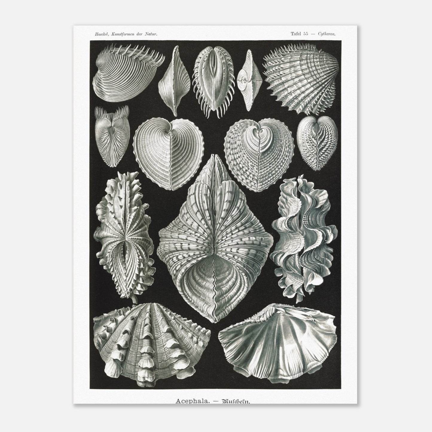 Planche de bivalves et coquillages - Ernst Haeckel, Kunstformen der Natur (30x40 cm). Reproduction de gravure du XIXe siècle de bivalves par Ernst Haeckel, montrant plusieurs espèces de coquillages aux formes variées sur fond noir.