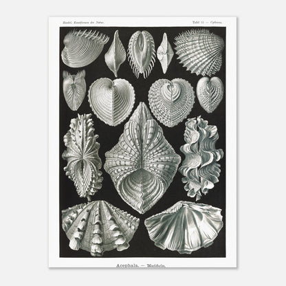 Planche de bivalves et coquillages - Ernst Haeckel, Kunstformen der Natur (30x40 cm). Reproduction de gravure du XIXe siècle de bivalves par Ernst Haeckel, montrant plusieurs espèces de coquillages aux formes variées sur fond noir.