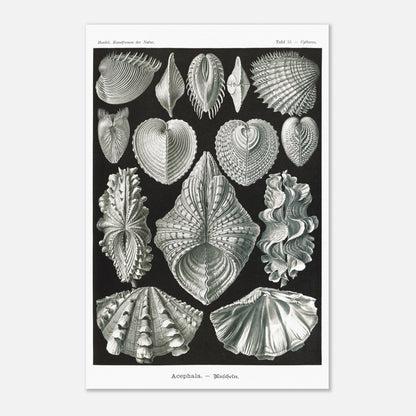 Planche de bivalves et coquillages - Ernst Haeckel, Kunstformen der Natur (40x60 cm). Reproduction de gravure du XIXe siècle de bivalves par Ernst Haeckel, montrant plusieurs espèces de coquillages aux formes variées sur fond noir.