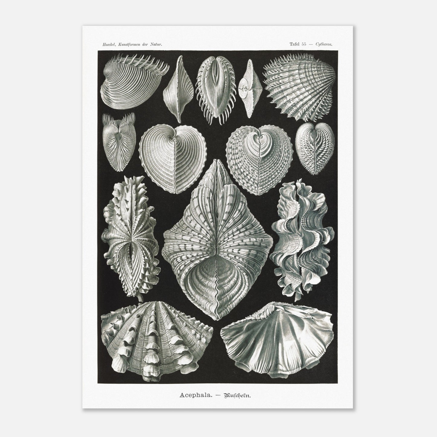 Planche de bivalves et coquillages - Ernst Haeckel, Kunstformen der Natur (42x59,4 cm (A2)). Reproduction de gravure du XIXe siècle de bivalves par Ernst Haeckel, montrant plusieurs espèces de coquillages aux formes variées sur fond noir.