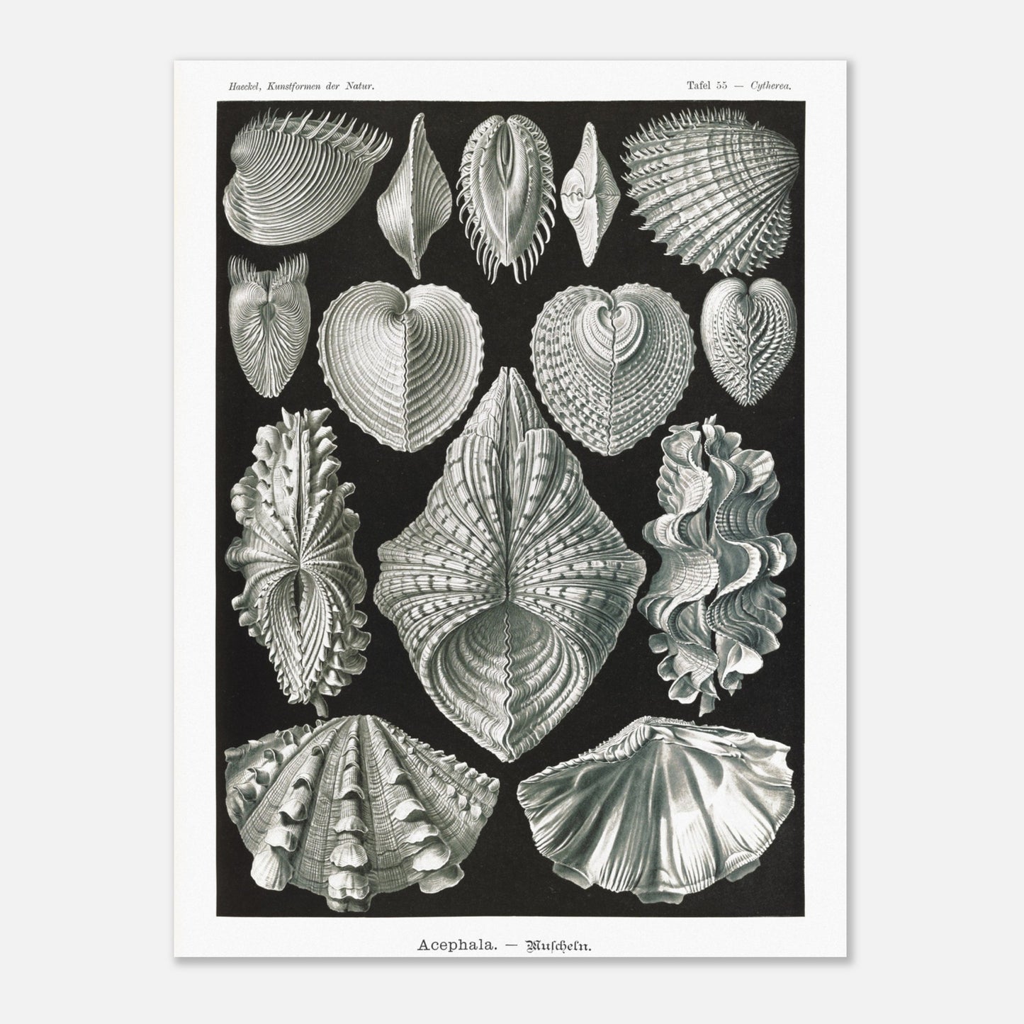 Planche de bivalves et coquillages - Ernst Haeckel, Kunstformen der Natur (60x80 cm). Reproduction de gravure du XIXe siècle de bivalves par Ernst Haeckel, montrant plusieurs espèces de coquillages aux formes variées sur fond noir.