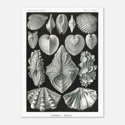 Planche de bivalves et coquillages - Ernst Haeckel, Kunstformen der Natur (60x80 cm). Reproduction de gravure du XIXe siècle de bivalves par Ernst Haeckel, montrant plusieurs espèces de coquillages aux formes variées sur fond noir.