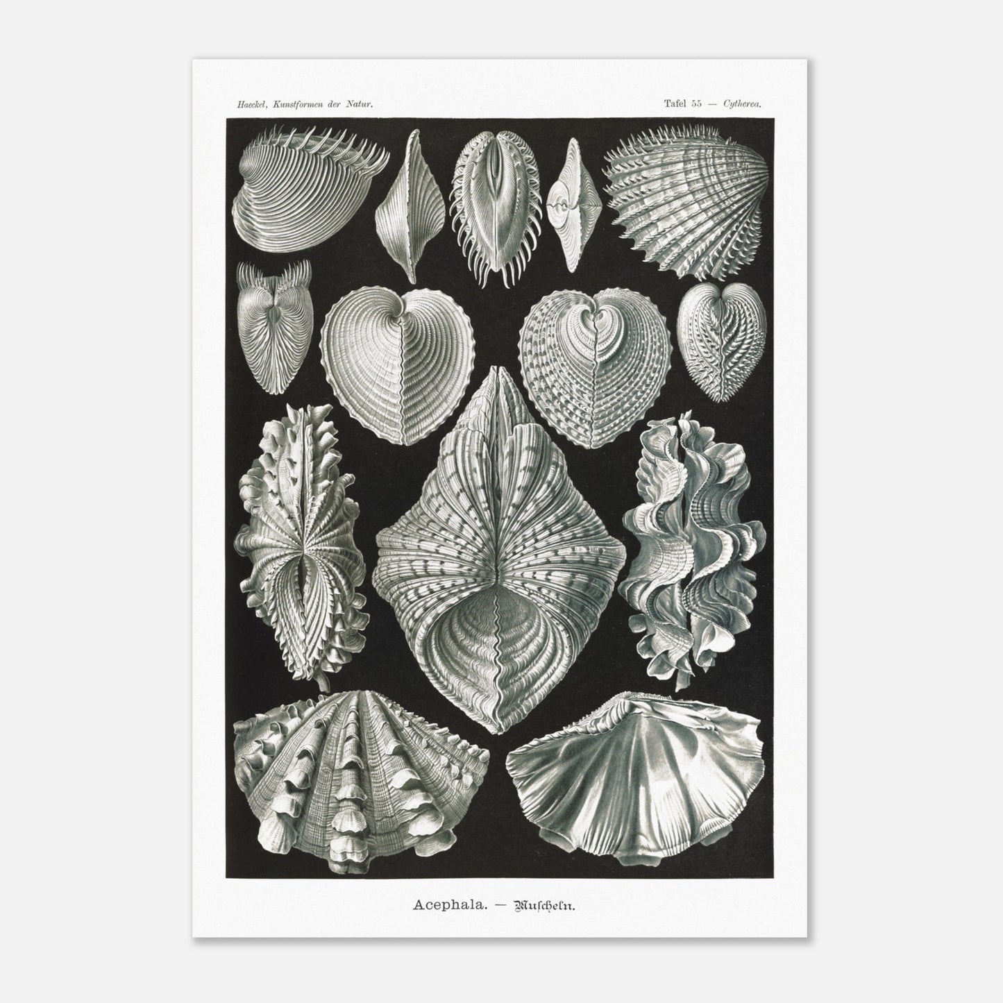 Planche de bivalves et coquillages - Ernst Haeckel, Kunstformen der Natur (70x100 cm). Reproduction de gravure du XIXe siècle de bivalves par Ernst Haeckel, montrant plusieurs espèces de coquillages aux formes variées sur fond noir.