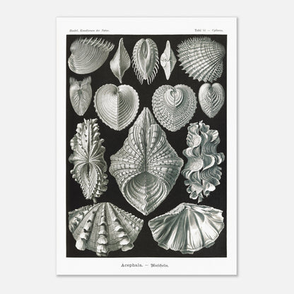 Planche de bivalves et coquillages - Ernst Haeckel, Kunstformen der Natur (70x100 cm). Reproduction de gravure du XIXe siècle de bivalves par Ernst Haeckel, montrant plusieurs espèces de coquillages aux formes variées sur fond noir.