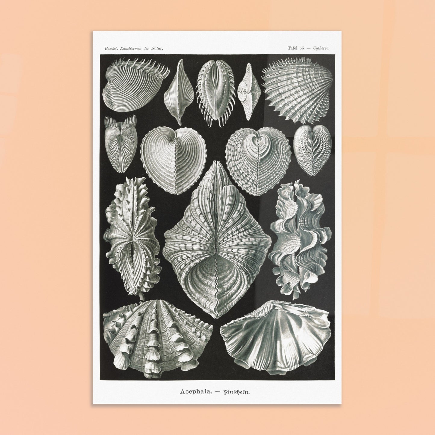Planche de bivalves et coquillages - Ernst Haeckel, Kunstformen der Natur. Reproduction de gravure du XIXe siècle de bivalves par Ernst Haeckel, montrant plusieurs espèces de coquillages aux formes variées sur fond noir. Image d'illustration 8