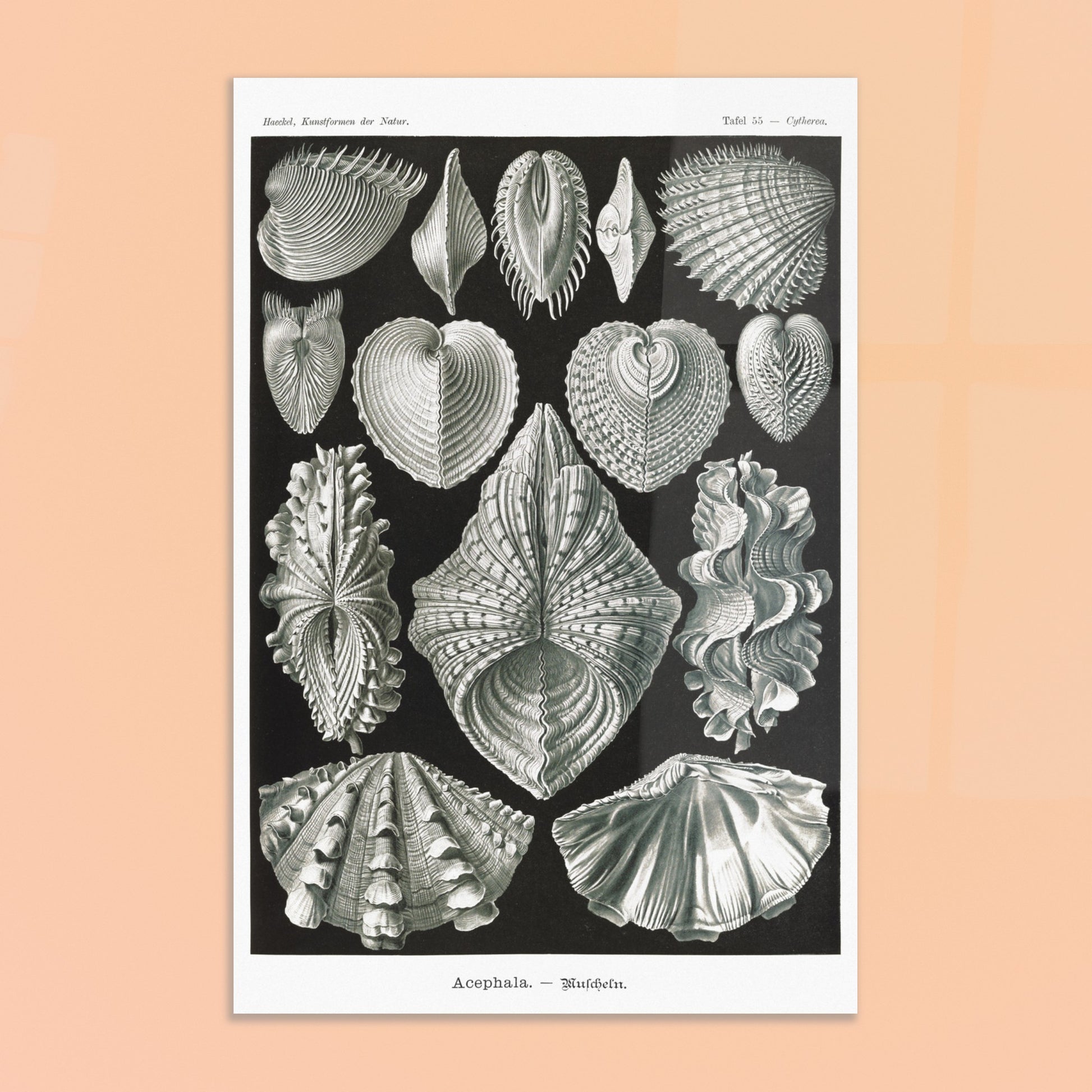 Planche de bivalves et coquillages - Ernst Haeckel, Kunstformen der Natur. Reproduction de gravure du XIXe siècle de bivalves par Ernst Haeckel, montrant plusieurs espèces de coquillages aux formes variées sur fond noir. Image d'illustration 8