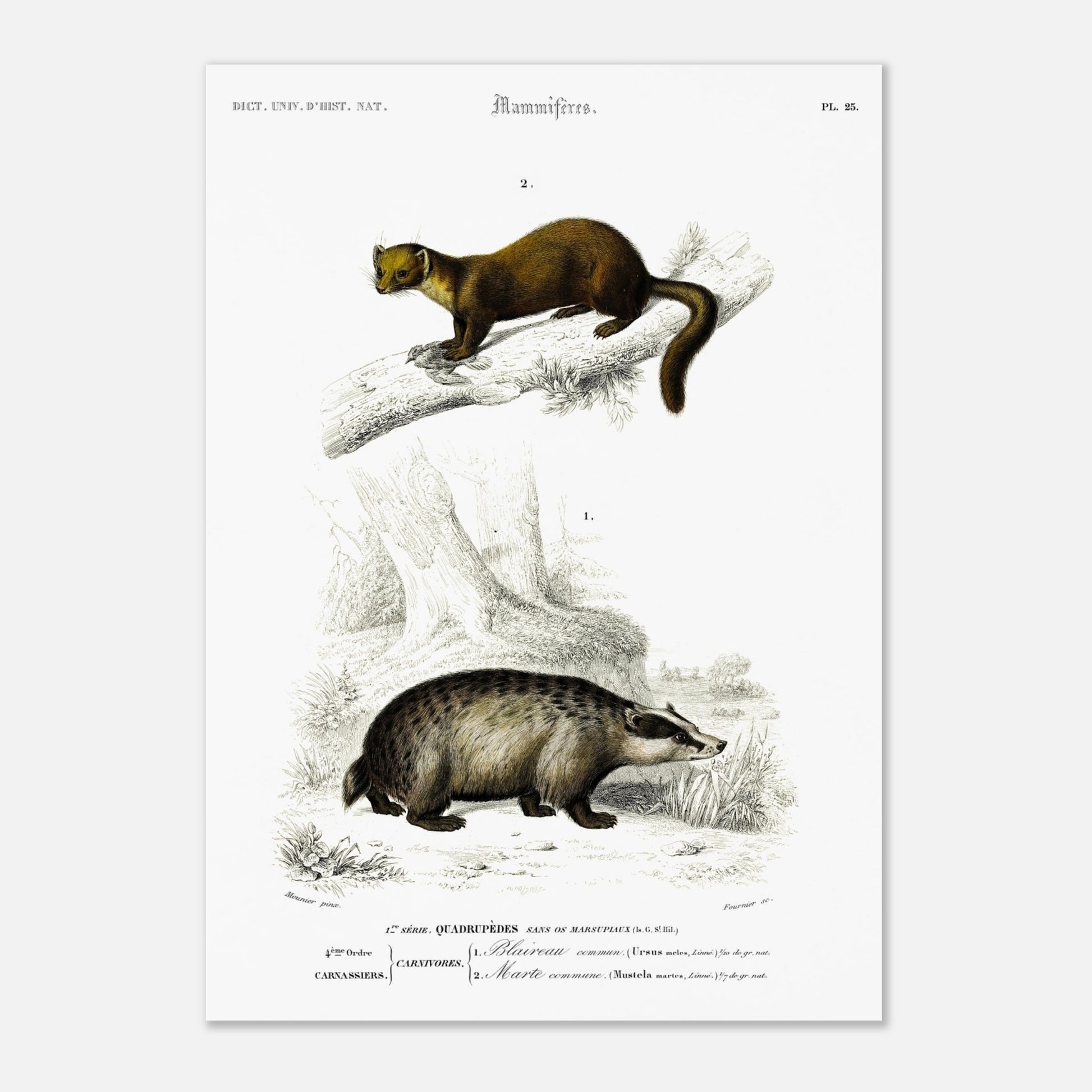 Blaireau commun, Marte commune - illustration naturaliste du Dictionnaire Universel d'Histoire Naturelle de Charles d'Orbigny - Taille 29,7x42 cm (A3)