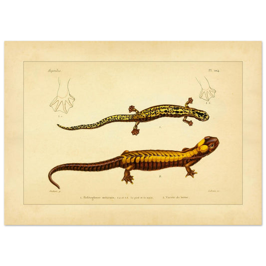 Mexikanischer Bolitoglossus und Varietät: Amphibien-Illustrationen (50x70 cm). Naturhistorische Tafel mit zwei Amphibien: Das erste, ein Mexikanischer Molch, ist mit gelben und schwarzen Flecken verziert; das zweite, eine Varietät desselben, weist gelbe und schwarzen Streifen auf dunklem Grund auf, mit Details von Fuß und Hand.