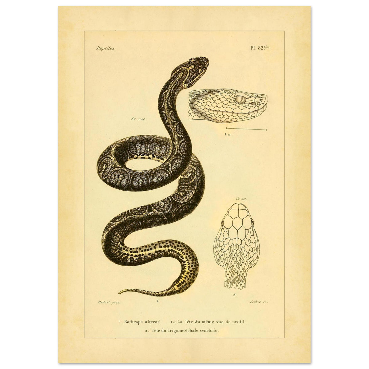 Bothrops und Lanzenotter: Reproduktion anatomischer Schlangentafeln (21x29,7 cm (A4)). Alte wissenschaftliche Tafel mit Darstellungen von Schlangenköpfen, 'Bothrops alterné' und 'Trigonocéphale', in Profil- und Aufsicht.