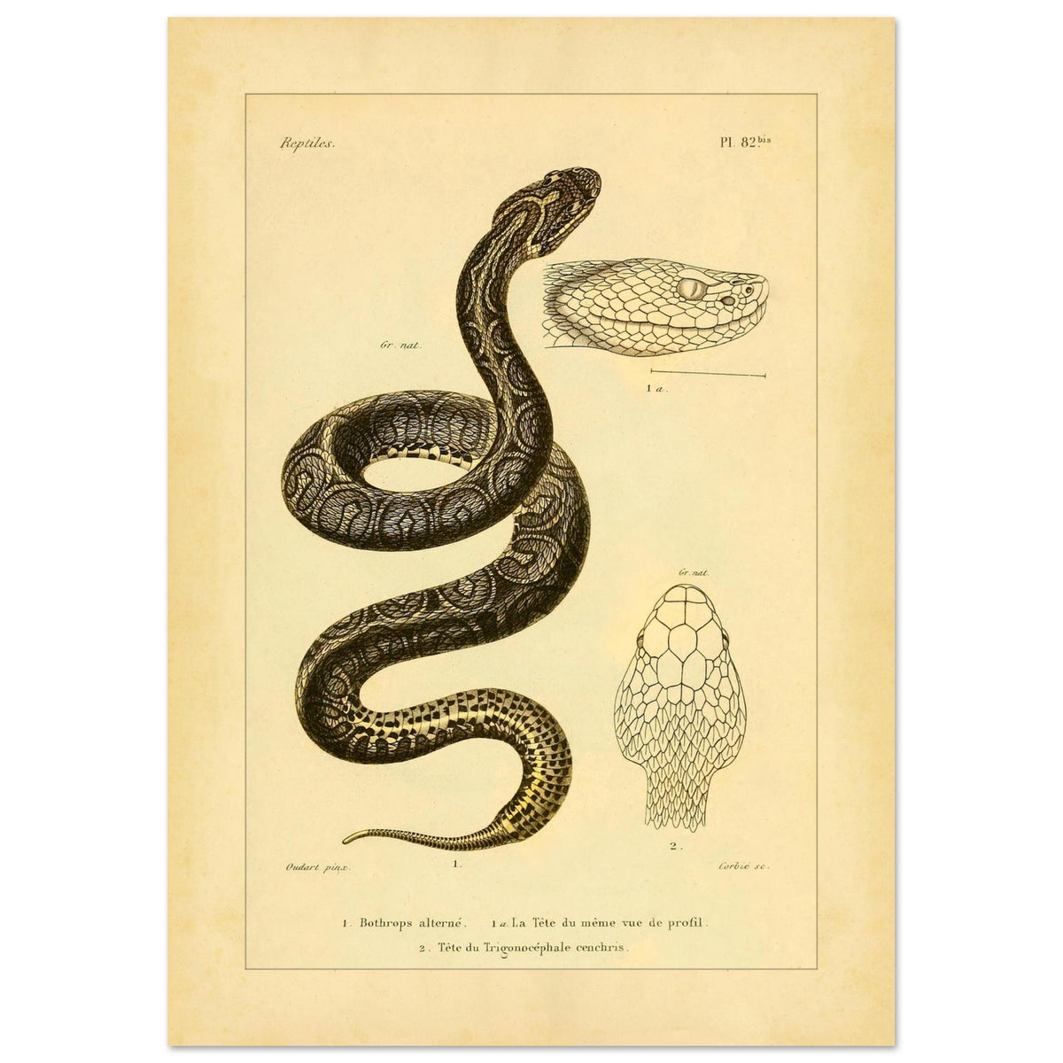 Bothrops und Lanzenotter: Reproduktion anatomischer Schlangentafeln (29,7x42 cm (A3)). Alte wissenschaftliche Tafel mit Darstellungen von Schlangenköpfen, 'Bothrops alterné' und 'Trigonocéphale', in Profil- und Aufsicht.