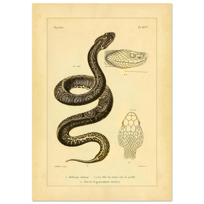 Bothrops und Lanzenotter: Reproduktion anatomischer Schlangentafeln (29,7x42 cm (A3)). Alte wissenschaftliche Tafel mit Darstellungen von Schlangenköpfen, 'Bothrops alterné' und 'Trigonocéphale', in Profil- und Aufsicht.