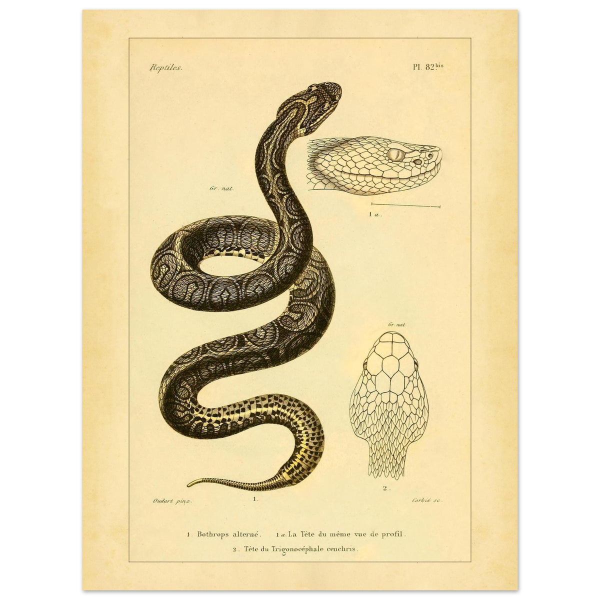 Bothrops und Lanzenotter: Reproduktion anatomischer Schlangentafeln (30x40 cm). Alte wissenschaftliche Tafel mit Darstellungen von Schlangenköpfen, 'Bothrops alterné' und 'Trigonocéphale', in Profil- und Aufsicht.
