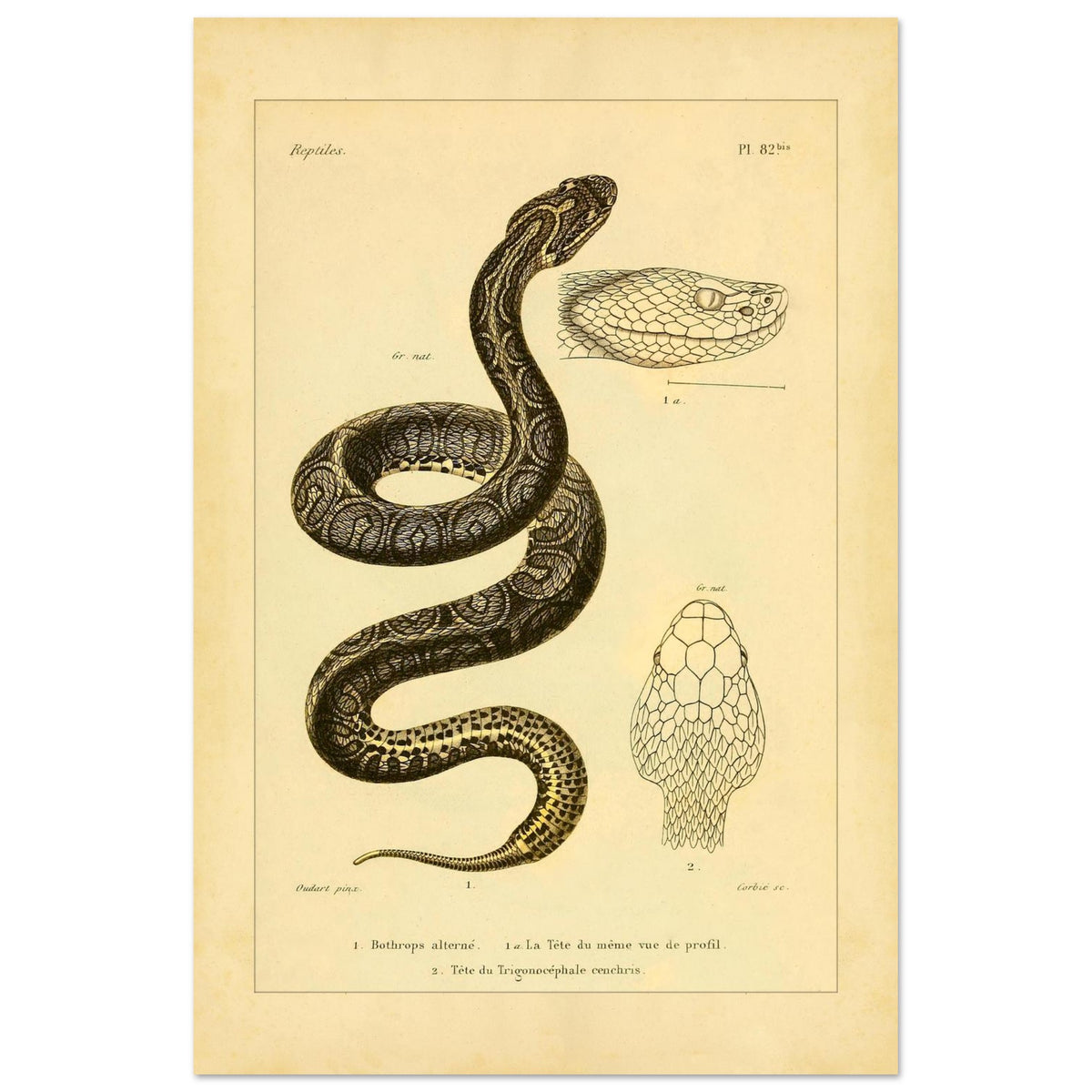 Bothrops und Lanzenotter: Reproduktion anatomischer Schlangentafeln (40x60 cm). Alte wissenschaftliche Tafel mit Darstellungen von Schlangenköpfen, 'Bothrops alterné' und 'Trigonocéphale', in Profil- und Aufsicht.