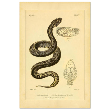 Bothrops und Lanzenotter: Reproduktion anatomischer Schlangentafeln (40x60 cm). Alte wissenschaftliche Tafel mit Darstellungen von Schlangenköpfen, 'Bothrops alterné' und 'Trigonocéphale', in Profil- und Aufsicht.