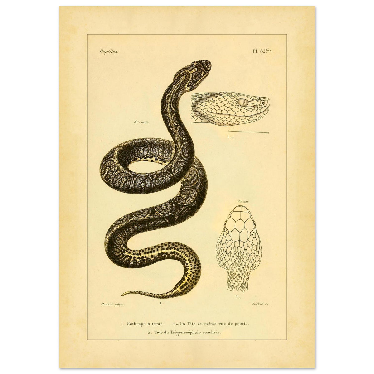 Bothrops und Lanzenotter: Reproduktion anatomischer Schlangentafeln (42x59,4 cm (A2)). Alte wissenschaftliche Tafel mit Darstellungen von Schlangenköpfen, 'Bothrops alterné' und 'Trigonocéphale', in Profil- und Aufsicht.