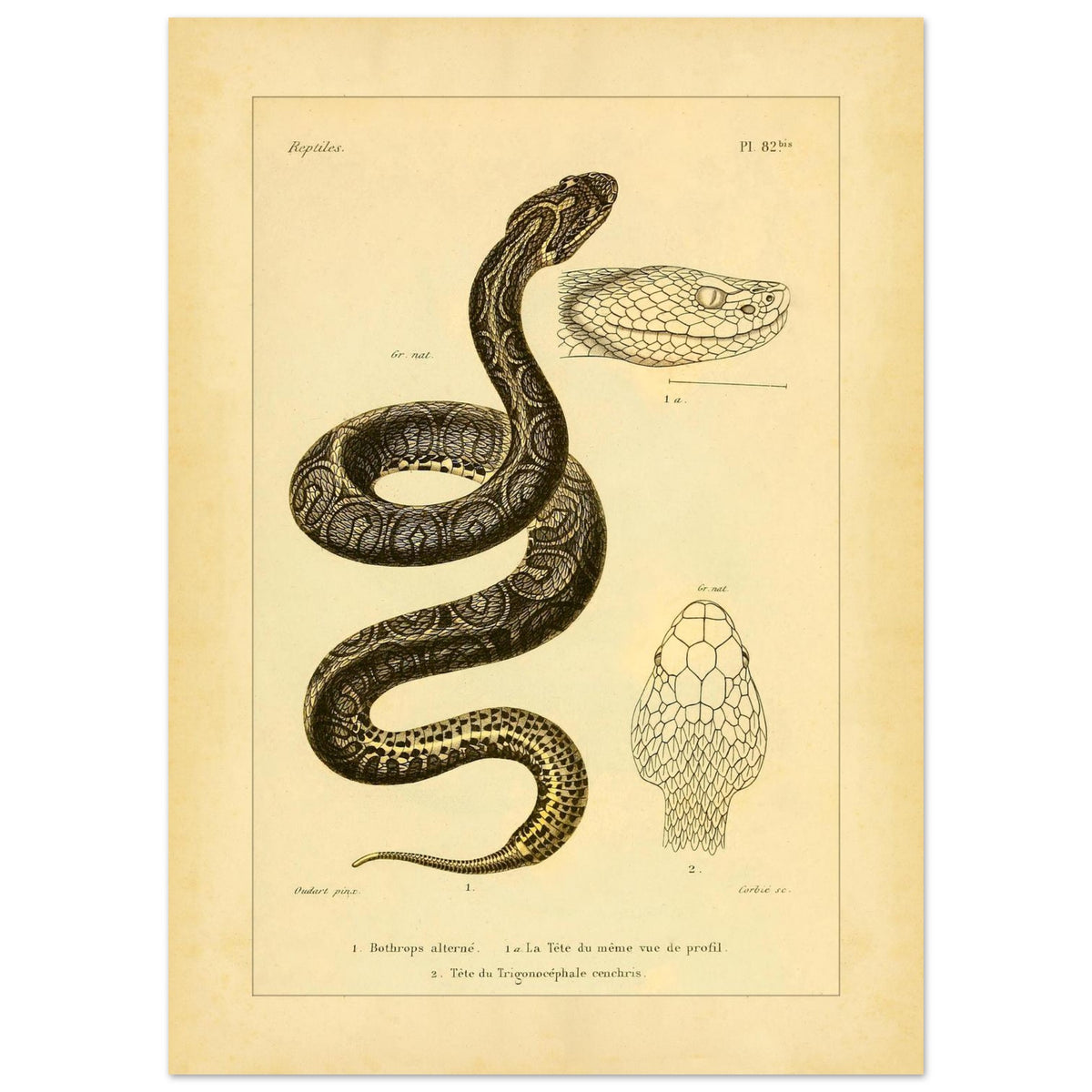 Bothrops und Lanzenotter: Reproduktion anatomischer Schlangentafeln (50x70 cm). Alte wissenschaftliche Tafel mit Darstellungen von Schlangenköpfen, 'Bothrops alterné' und 'Trigonocéphale', in Profil- und Aufsicht.