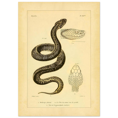 Bothrops und Lanzenotter: Reproduktion anatomischer Schlangentafeln (50x70 cm). Alte wissenschaftliche Tafel mit Darstellungen von Schlangenköpfen, 'Bothrops alterné' und 'Trigonocéphale', in Profil- und Aufsicht.