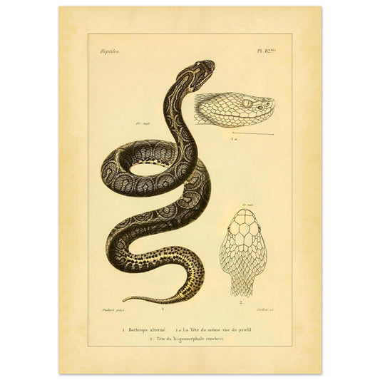 Bothrops und Lanzenotter: Reproduktion anatomischer Schlangentafeln (50x70 cm). Alte wissenschaftliche Tafel mit Darstellungen von Schlangenköpfen, 'Bothrops alterné' und 'Trigonocéphale', in Profil- und Aufsicht.