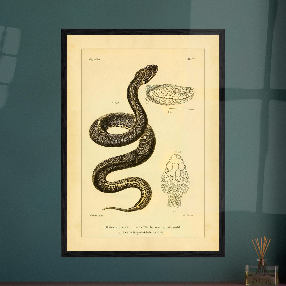 Bothrops und Lanzenotter: Reproduktion anatomischer Schlangentafeln. Alte wissenschaftliche Tafel mit Darstellungen von Schlangenköpfen, 'Bothrops alterné' und 'Trigonocéphale', in Profil- und Aufsicht.
