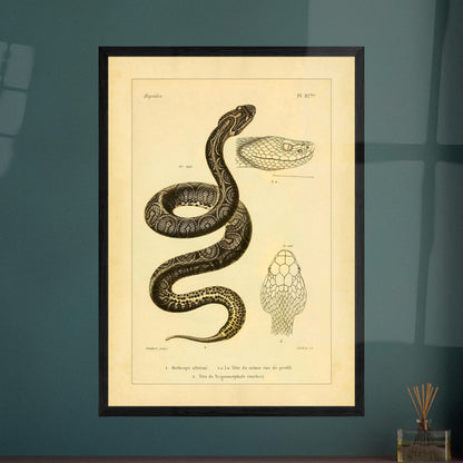 Bothrops und Lanzenotter: Reproduktion anatomischer Schlangentafeln. Alte wissenschaftliche Tafel mit Darstellungen von Schlangenköpfen, 'Bothrops alterné' und 'Trigonocéphale', in Profil- und Aufsicht.